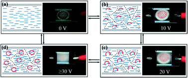 Graphical abstract: Electrically controllable microstructures and dynamic light scattering properties of liquid crystals with negative dielectric anisotropy