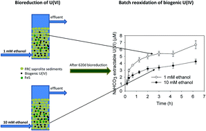 Graphical abstract: Effects of supplemental organic carbon on long-term reduction and reoxidation of uranium