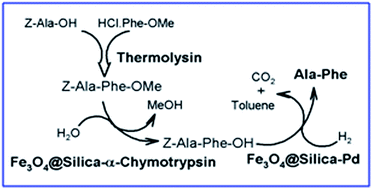 Graphical abstract: A green route for the synthesis of a bitter-taste dipeptide combining biocatalysis, heterogeneous metal catalysis and magnetic nanoparticles