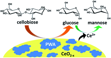 Graphical abstract: One-pot conversion of cellobiose to mannose using a hybrid phosphotungstic acid–cerium oxide catalyst