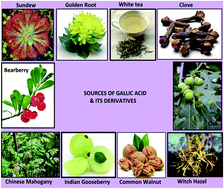 Graphical abstract: Gallic acid: prospects and molecular mechanisms of its anticancer activity