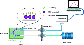 Graphical abstract: Plasma enhanced label-free immunoassay for alpha-fetoprotein based on a U-bend fiber-optic LSPR biosensor