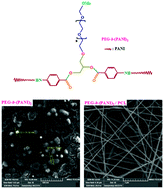 Graphical abstract: AB2 Y-shaped miktoarm star conductive polyaniline-modified poly(ethylene glycol) and its electrospun nanofiber blend with poly(ε-caprolactone)