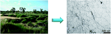 Graphical abstract: Easily deconstructed, high aspect ratio cellulose nanofibres from Triodia pungens; an abundant grass of Australia's arid zone