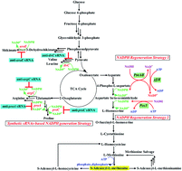 Graphical abstract: Manipulating multi-system of NADPH regulation in Escherichia coli for enhanced S-adenosylmethionine production