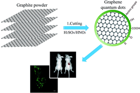 Graphical abstract: Photoluminescent graphene quantum dots for in vitro and in vivo bioimaging using long wavelength emission