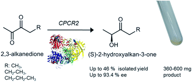 Graphical abstract: Enzyme-catalysed regio- and enantioselective preparative scale synthesis of (S)-2-hydroxy alkanones