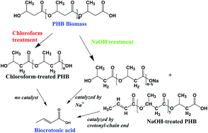 Graphical abstract: Non-solvent-based pretreatment of poly(3-hydroxybutyrate) for improved bio-based crotonic acid production