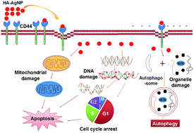 Graphical abstract: Green synthesis of hyaluronic acid-based silver nanoparticles and their enhanced delivery to CD44+ cancer cells