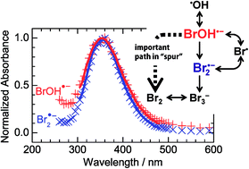 Graphical abstract: Sequential radiation chemical reactions in aqueous bromide solutions: pulse radiolysis experiment and spur model simulation