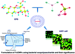 Graphical abstract: Formulation of iron oxide nanoparticles using exopolysaccharide: evaluation of their antibacterial and anticancer activities