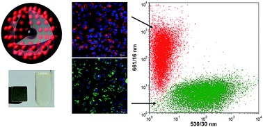 Graphical abstract: Fabrication of mono-dispersed silica-coated quantum dot-assembled magnetic nanoparticles