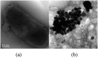 Graphical abstract: Difunctional biogenic Au nanoparticles for colorimetric detection and removal of Hg2+