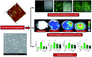 Graphical abstract: Hyaluronic acid–PEI–cyclodextrin polyplexes: implications for in vitro and in vivo transfection efficiency and toxicity