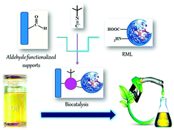 Graphical abstract: Rapid and high-density covalent immobilization of Rhizomucor miehei lipase using a multi component reaction: application in biodiesel production