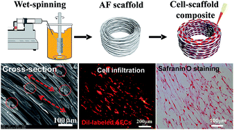 Graphical abstract: Circumferentially oriented microfiber scaffold prepared by wet-spinning for tissue engineering of annulus fibrosus