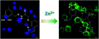 Graphical abstract: A new ICT and CHEF based visible light excitable fluorescent probe easily detects in vivo Zn2+