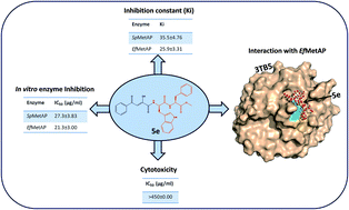 Graphical abstract: Diketo acids and their amino acid/dipeptidic analogues as promising scaffolds for the development of bacterial methionine aminopeptidase inhibitors