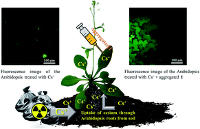 Graphical abstract: High selective fluorescence imaging of cesium distribution in Arabidopsis using a bis(trihydroxyphenyl)-appended fluorescent probe with a turn-on system
