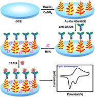 Graphical abstract: A label-free electrochemical immunosensor with a novel signal production and amplification strategy based on three-dimensional pine-like Au–Cu nanodendrites