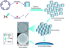 Graphical abstract: Direct synthesis of cucurbit[5]uril-anchored polyacrylic acid microspheres and potential applications in selective sorption