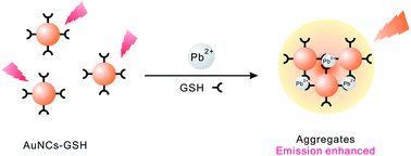 Graphical abstract: Label-free detection of Pb2+ based on aggregation-induced emission enhancement of Au-nanoclusters