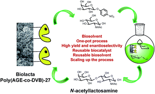 Graphical abstract: Sustainable synthesis of N-acetyllactosamine using an immobilized β-galactosidase on a tailor made porous polymer