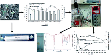 Graphical abstract: Production of biosurfactant by a Pseudomonas aeruginosa isolate and its applicability to in situ microbial enhanced oil recovery under anoxic conditions