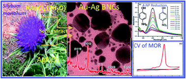 Graphical abstract: Green synthesis of Au–Ag bimetallic nanocomposites using Silybum marianum seed extract and their application as a catalyst