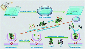 Graphical abstract: Adsorption and sustained release of haemoglobin imprinted polysiloxane using a calcium alginate film as a matrix