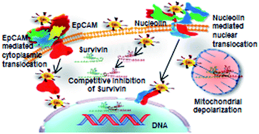 Graphical abstract: Locked nucleic acid modified bi-specific aptamer-targeted nanoparticles carrying survivin antagonist towards effective colon cancer therapy