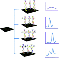 Graphical abstract: Amplified electrochemical genotyping of single-nucleotide polymorphisms using a graphene–gold nanoparticles modified glassy carbon platform