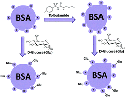 Graphical abstract: Tolbutamide induces conformational change and promotes albumin glycation