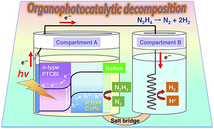 Graphical abstract: Efficient organo-photocatalysis system of an n-type perylene derivative/p-type cobalt phthalocyanine bilayer for the production of molecular hydrogen from hydrazine