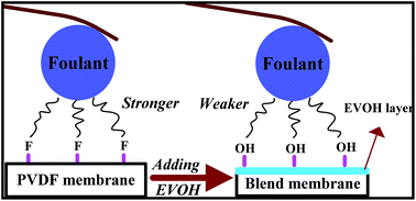 Graphical abstract: Polyvinylidene fluoride/poly(ethylene-co-vinyl alcohol) blended membranes and a systematic insight into their antifouling properties