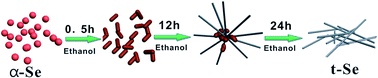 Graphical abstract: Visible-light-responsive t-Se nanorod photocatalysts: synthesis, properties, and mechanism