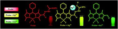 Graphical abstract: A BODIPY-based fluorescent probe for the differential recognition of Hg(ii) and Au(iii) ions