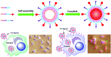 Graphical abstract: Biodegradable and crosslinkable PPF–PLGA–PEG self-assembled nanoparticles dual-decorated with folic acid ligands and Rhodamine B fluorescent probes for targeted cancer imaging