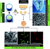 Graphical abstract: Preparation of a sponge-like biocomposite agarose–chitosan scaffold with primary hepatocytes for establishing an in vitro 3D liver tissue model