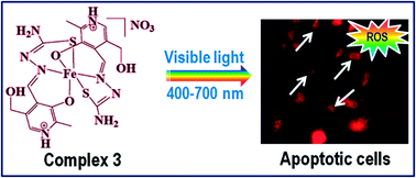 Graphical abstract: Significant photocytotoxic effect of an iron(iii) complex of a Schiff base ligand derived from vitamin B6 and thiosemicarbazide in visible light