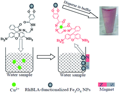 Graphical abstract: Coupling a novel spiro-rhodamine B lactam derivative to Fe3O4 nanoparticles for visual detection of free copper ions with high sensitivity and specificity