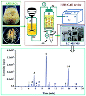 Graphical abstract: Direct determination of astragalosides and isoflavonoids from fresh Astragalus membranaceus hairy root cultures by high speed homogenization coupled with cavitation-accelerated extraction followed by liquid chromatography-tandem mass spectrometry