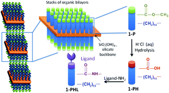 Graphical abstract: Photoinduced self-assembly of carboxylic acid-terminated lamellar silsesquioxane: highly functional films for attaching and patterning amino-based ligands