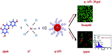 Graphical abstract: Apigenin mediated gold nanoparticle synthesis and their anti-cancer effect on human epidermoid carcinoma (A431) cells