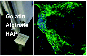 Graphical abstract: Concentrated gelatin/alginate composites for fabrication of predesigned scaffolds with a favorable cell response by 3D plotting