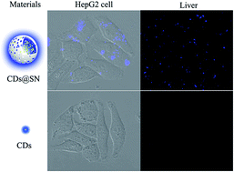 Graphical abstract: Facile synthesis of a highly luminescent carbon dot@silica nanorattle for in vivo bioimaging