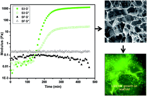 Graphical abstract: Sophorolipid assisted tunable and rapid gelation of silk fibroin to form porous biomedical scaffolds