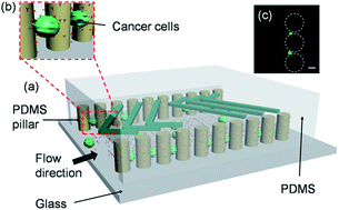 Graphical abstract: PDMS micropillar-based microchip for efficient cancer cell capture