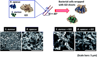 Graphical abstract: Microencapsulation of bacterial strains in graphene oxide nano-sheets using vortex fluidics