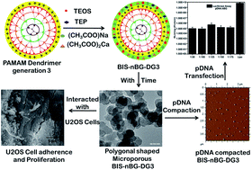 Graphical abstract: Dendrimer templated bioactive glass-ceramic nanovehicle for gene delivery applications